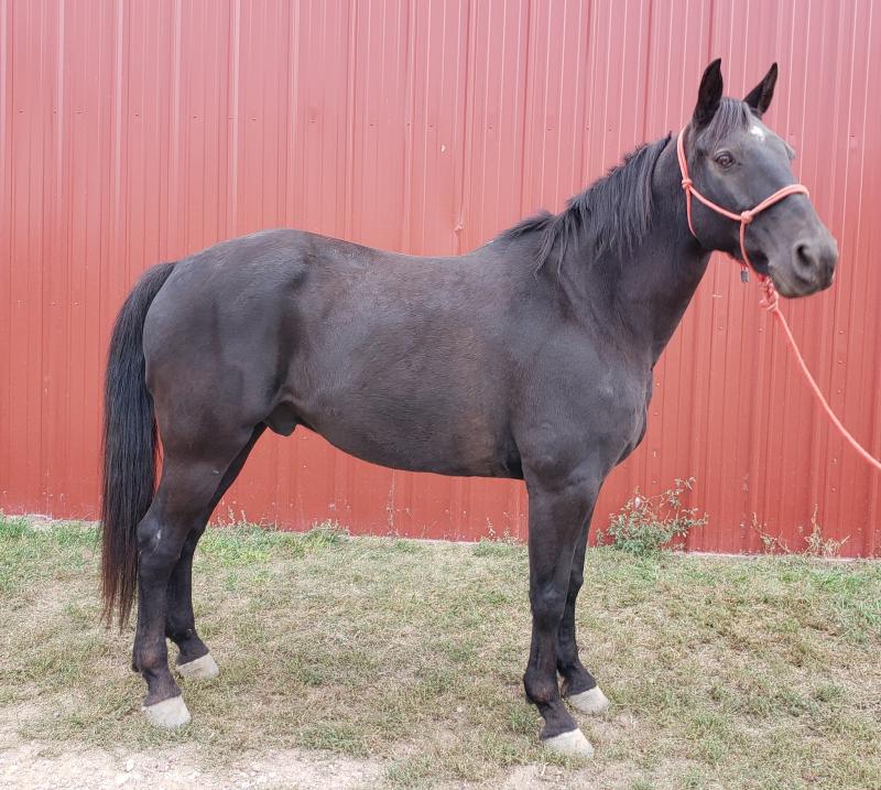 Horses For Sale - View Mobile