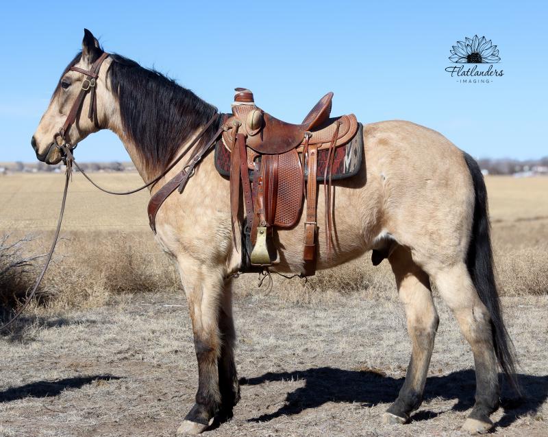 Horses For Sale - View Mobile